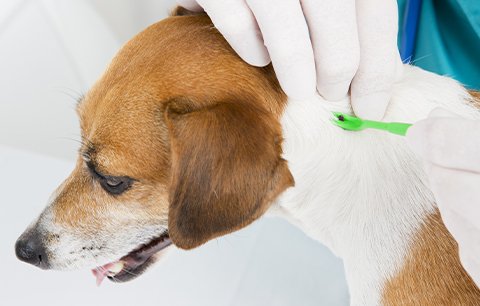 How to Remove a Tick From a Dog or Cat